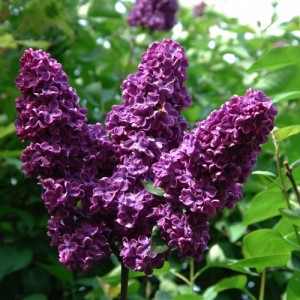 purple-lilac-500x500